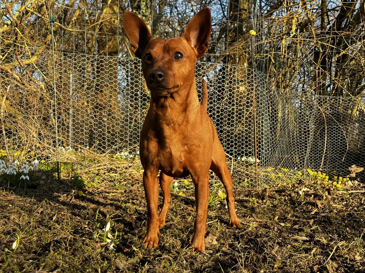 Billede 6 - Smuk Dværg Pinscher han