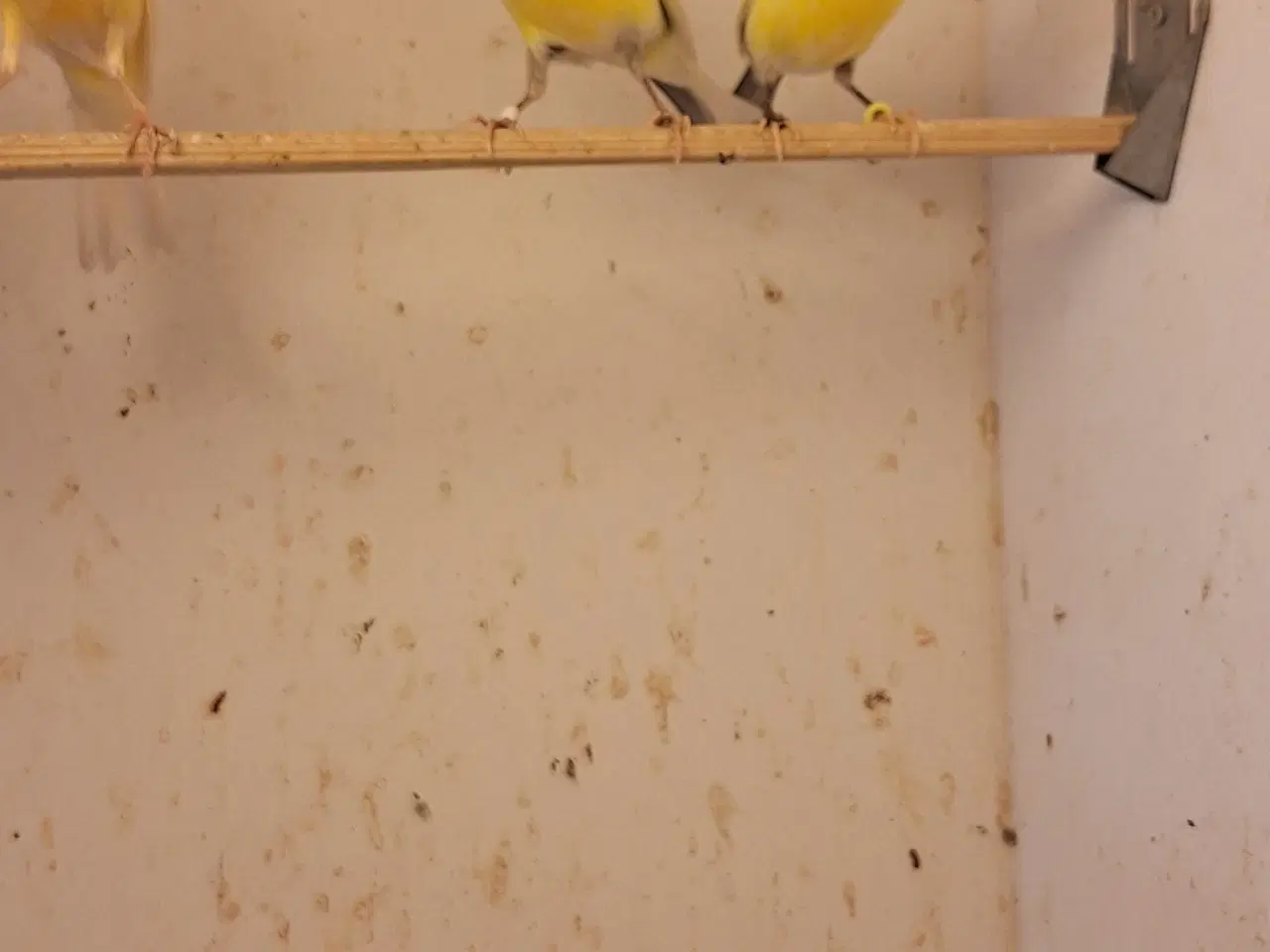 Billede 2 - Brogede kanariefugle