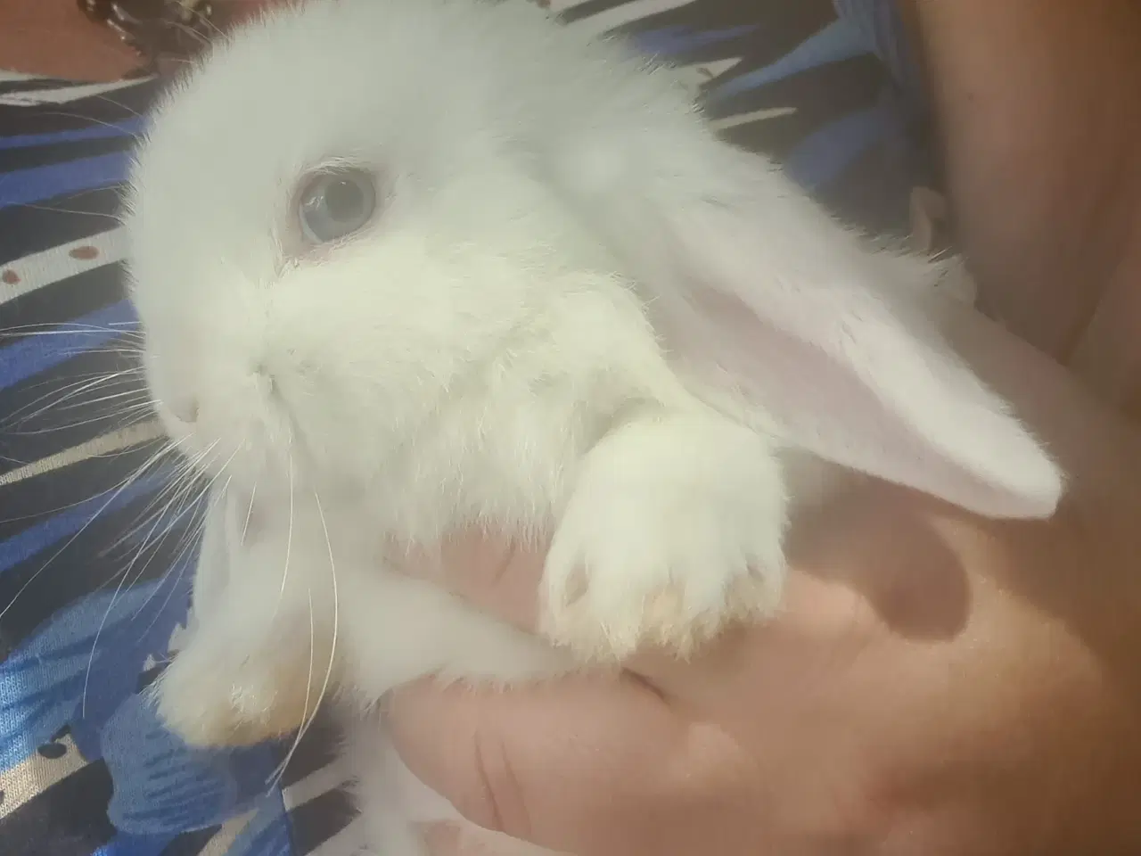 Billede 9 - Mini Lop, kanin unger 