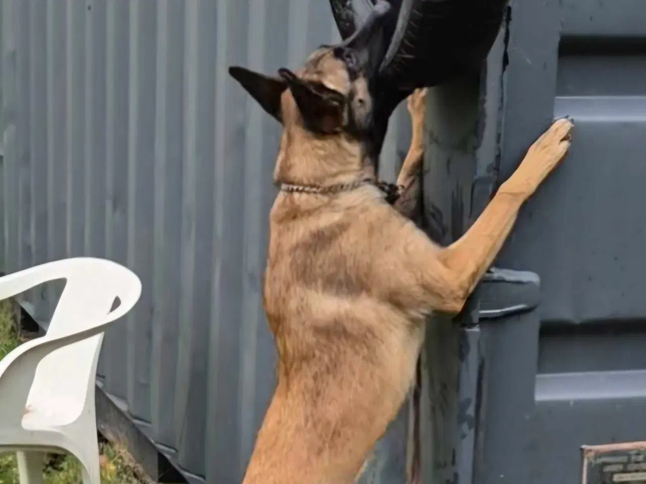 Billede 6 - Malinois Tæve Frisk og Frejdig