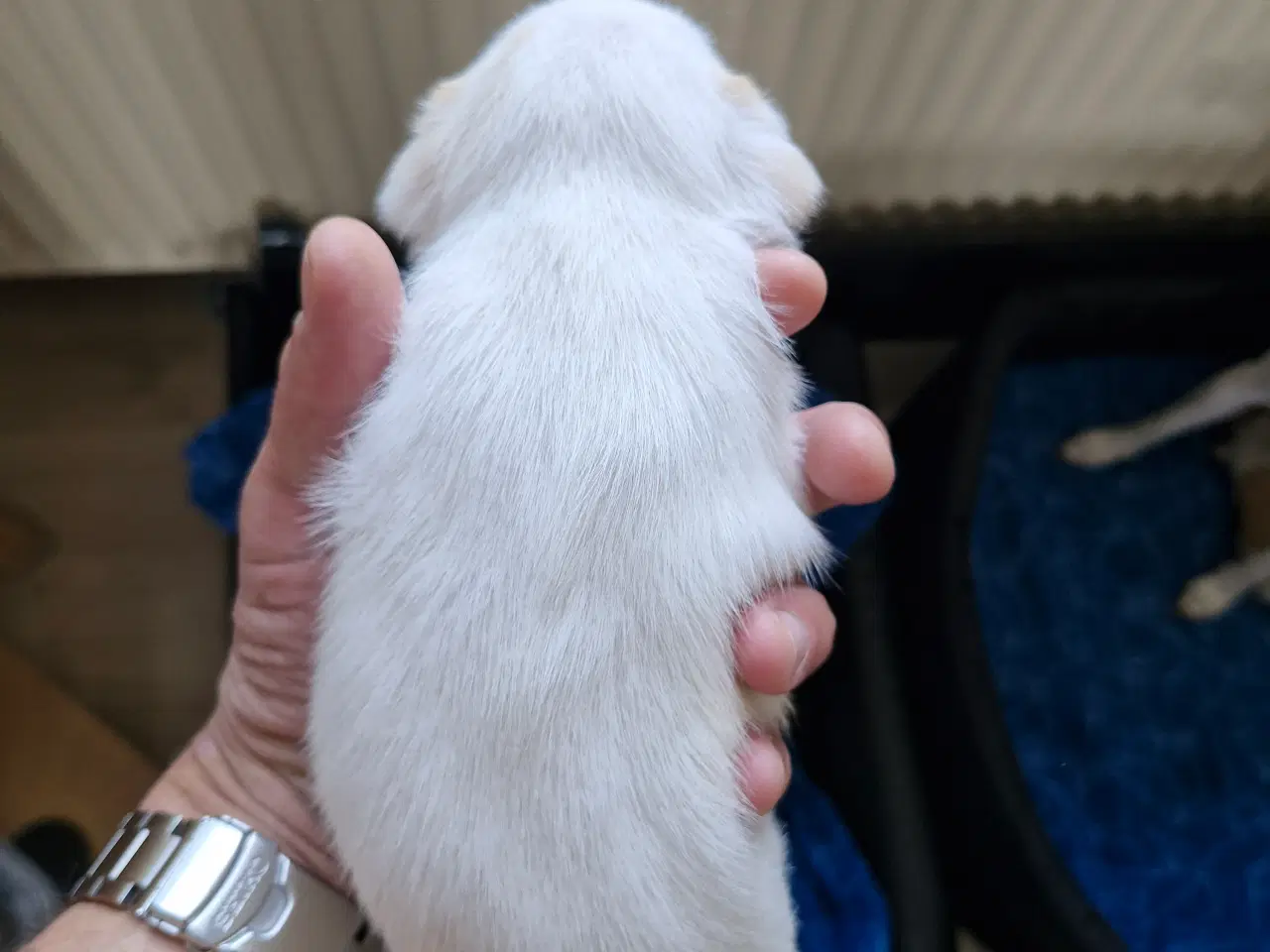 Billede 11 - Dansk svensk gårdhunde hvalpe 