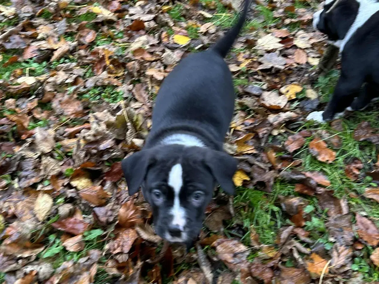 Billede 2 - Blandings Hvalpe