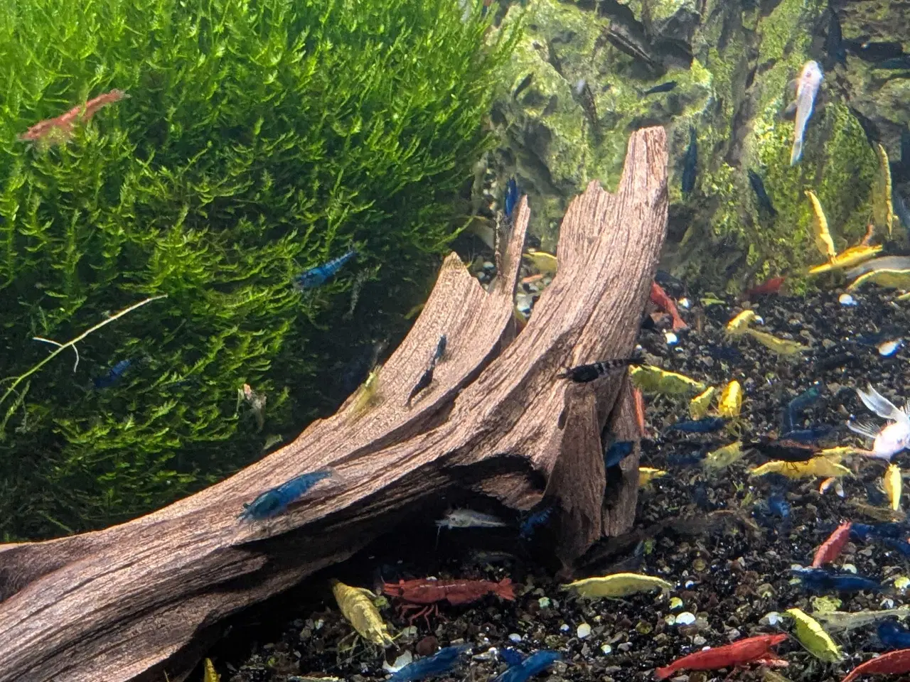 Billede 3 - Neocaridina reje-mix - 50 stk | 125,-