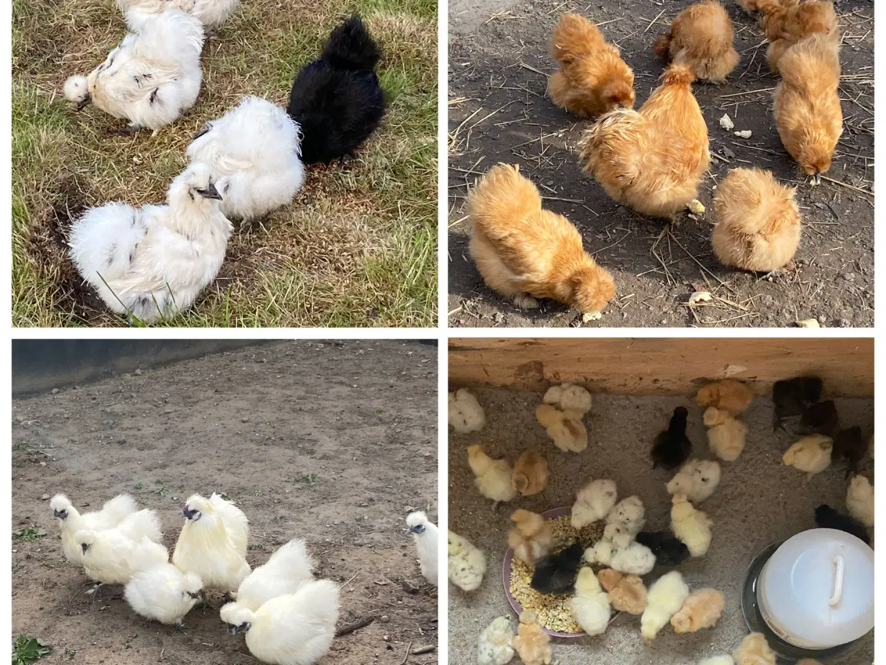 Billede 1 - Daggamle dværgsilkekyllinger