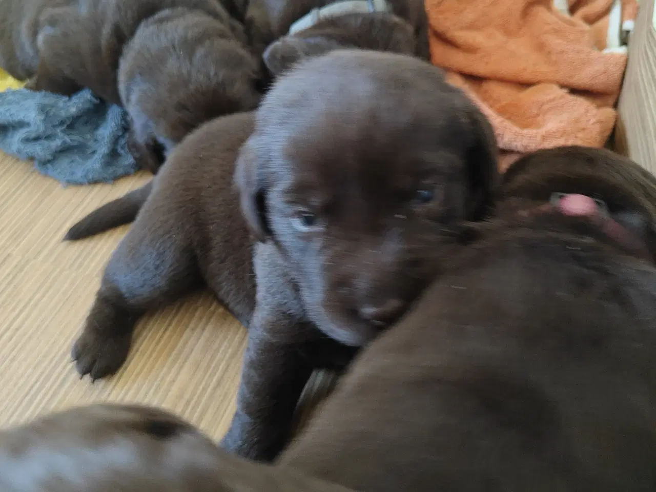Billede 5 - Brun labrador hvalpe sælges 