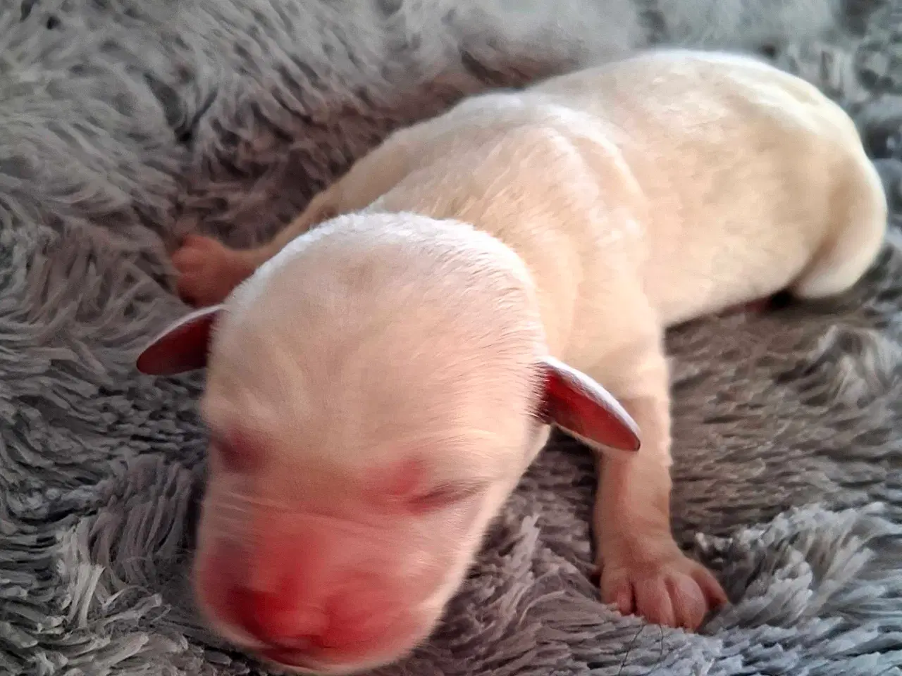 Billede 3 - De lækreste blandingshvalpe