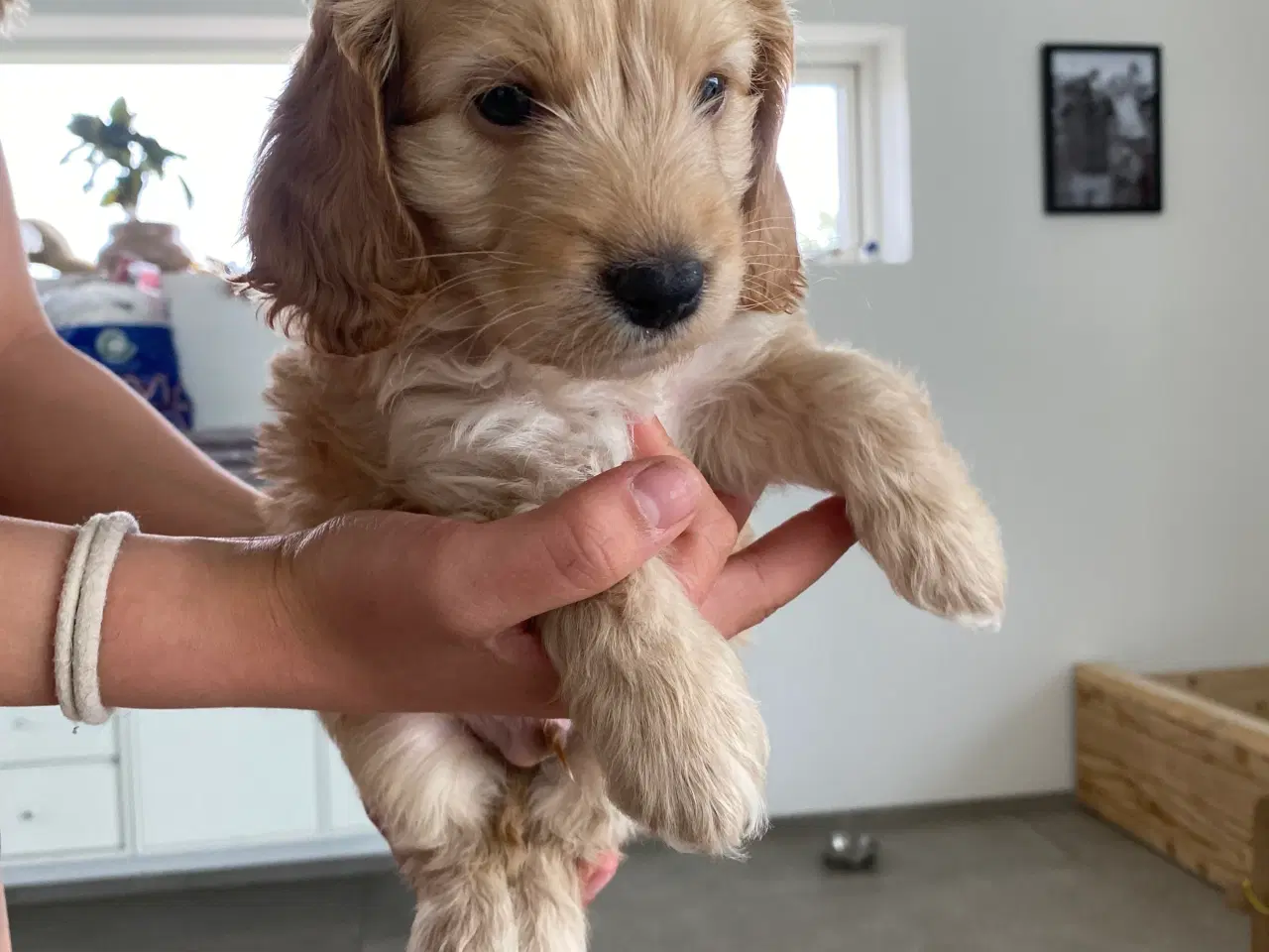 Billede 15 - Cockerpoo, cockerdoodle, cockapoo, doodle
