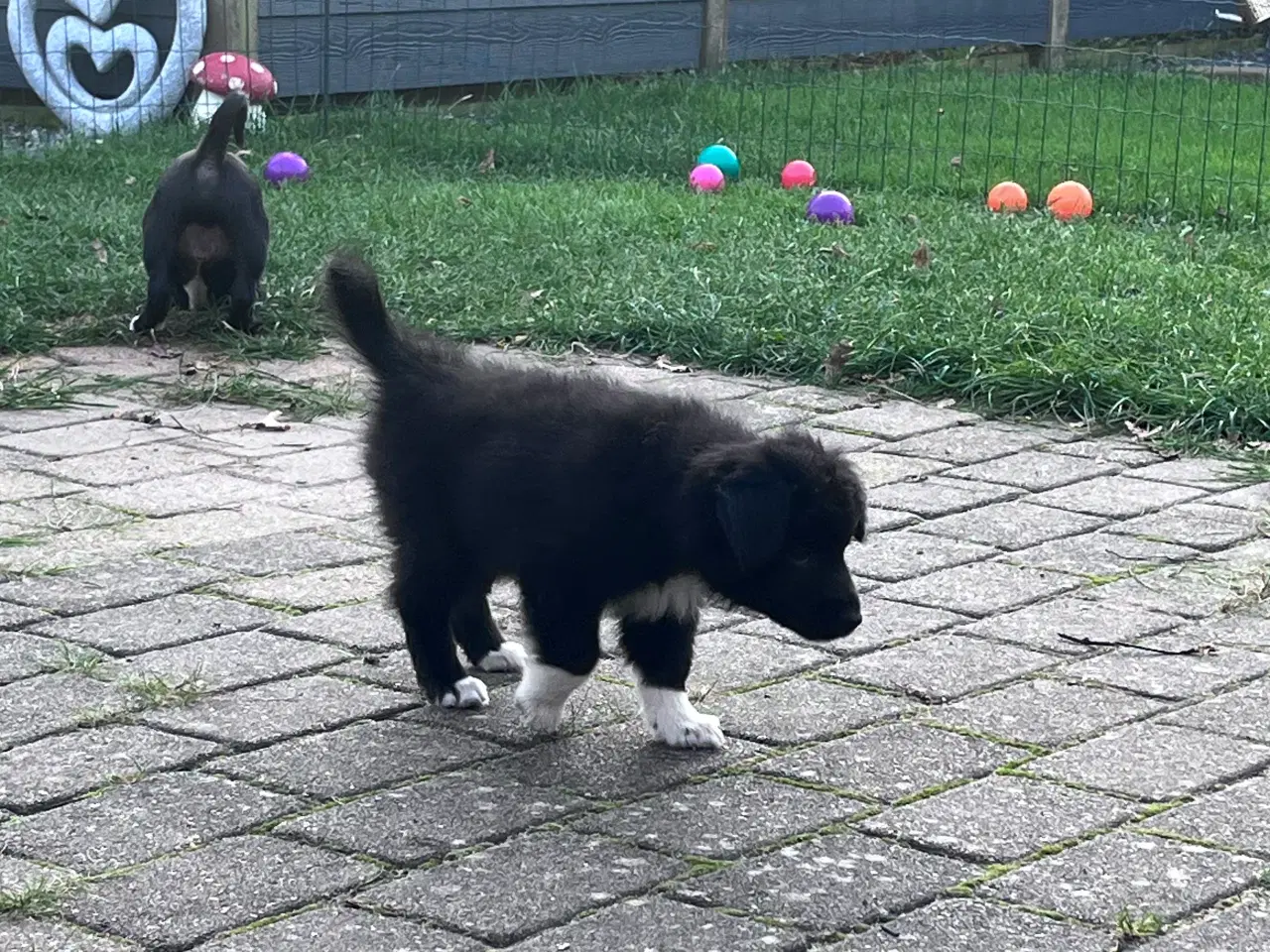 Billede 1 - Islandske fårehund med Australien shephard og DSG