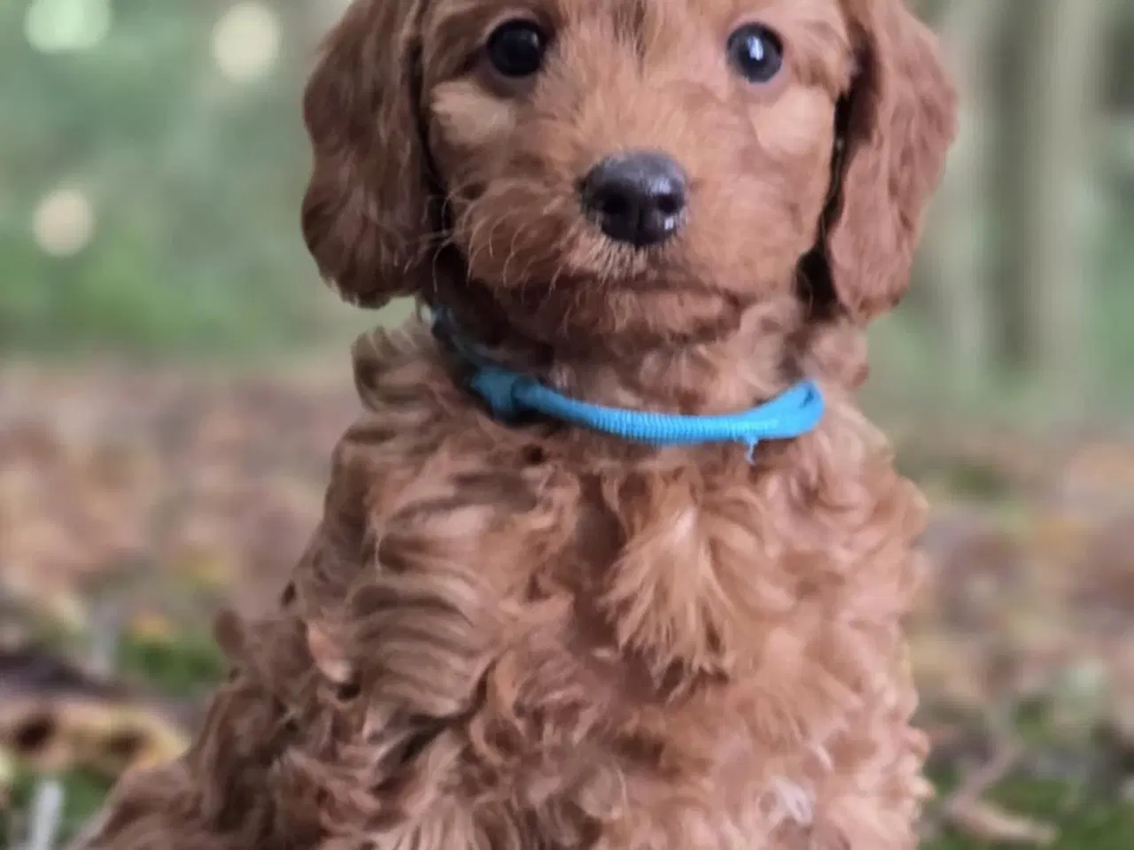 Billede 4 - Labradoodle F1B hvalpe