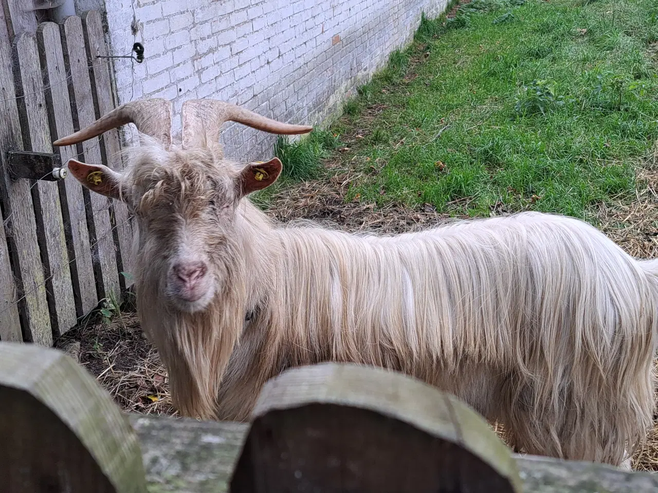Billede 3 - Gedebuk Dansk Landrace