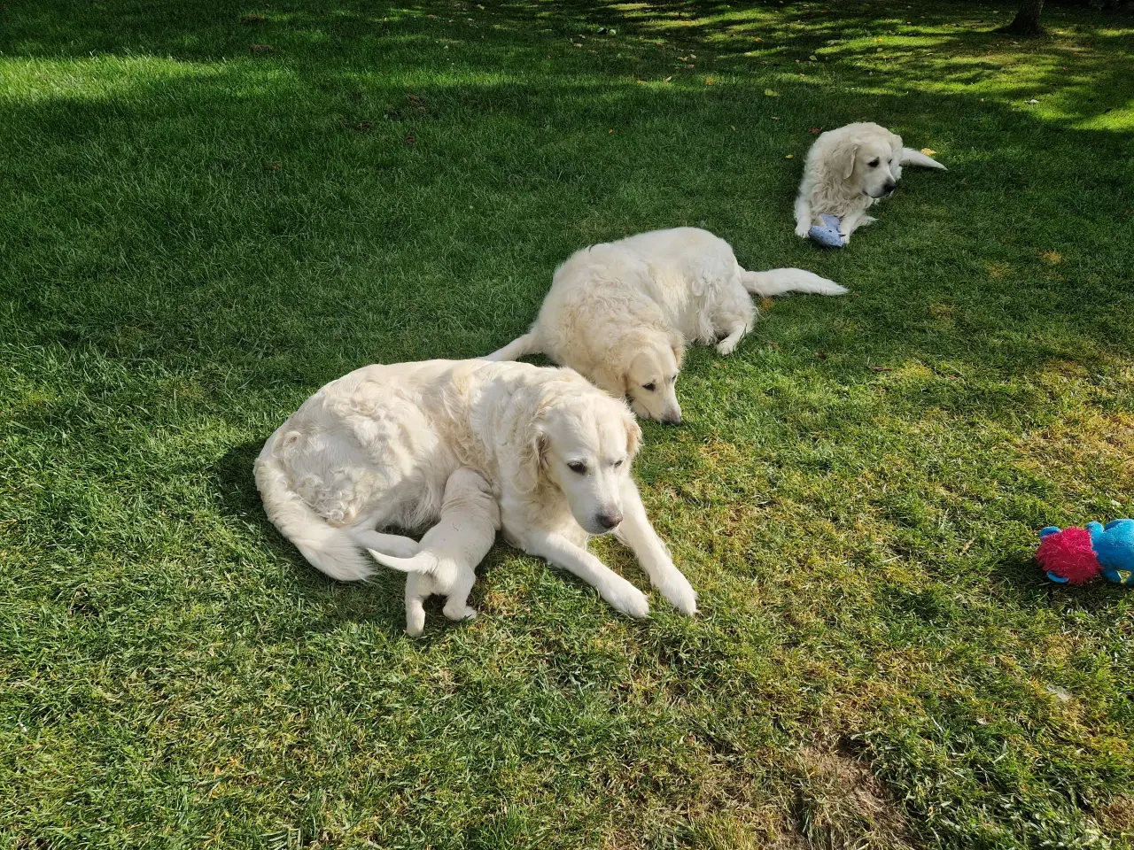 Billede 6 - Golden retriever han hvalp. "Hannibal"