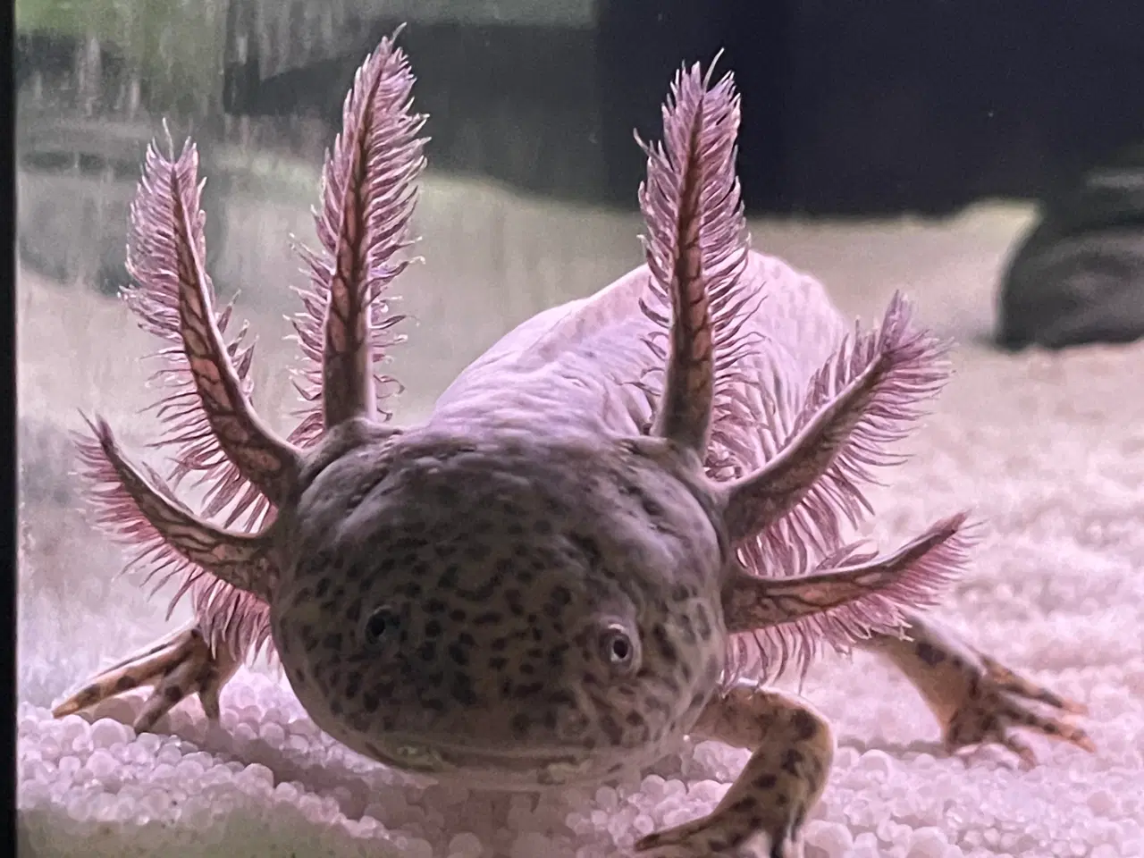 Billede 3 - Axolotl