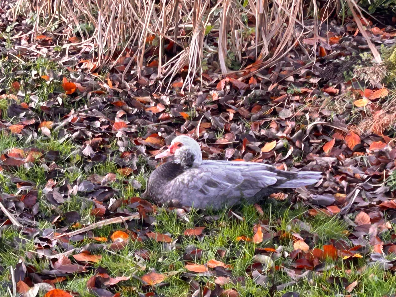 Billede 9 - Moskus Andrikker og lidt Ænder i alle farver