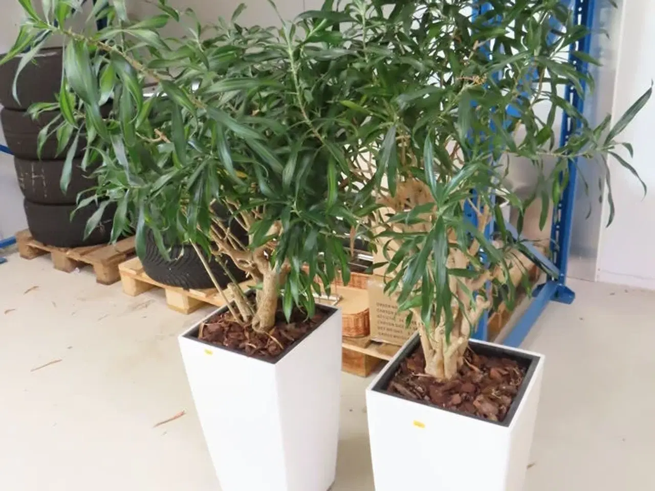 Billede 2 - 2 stk planter i krukker