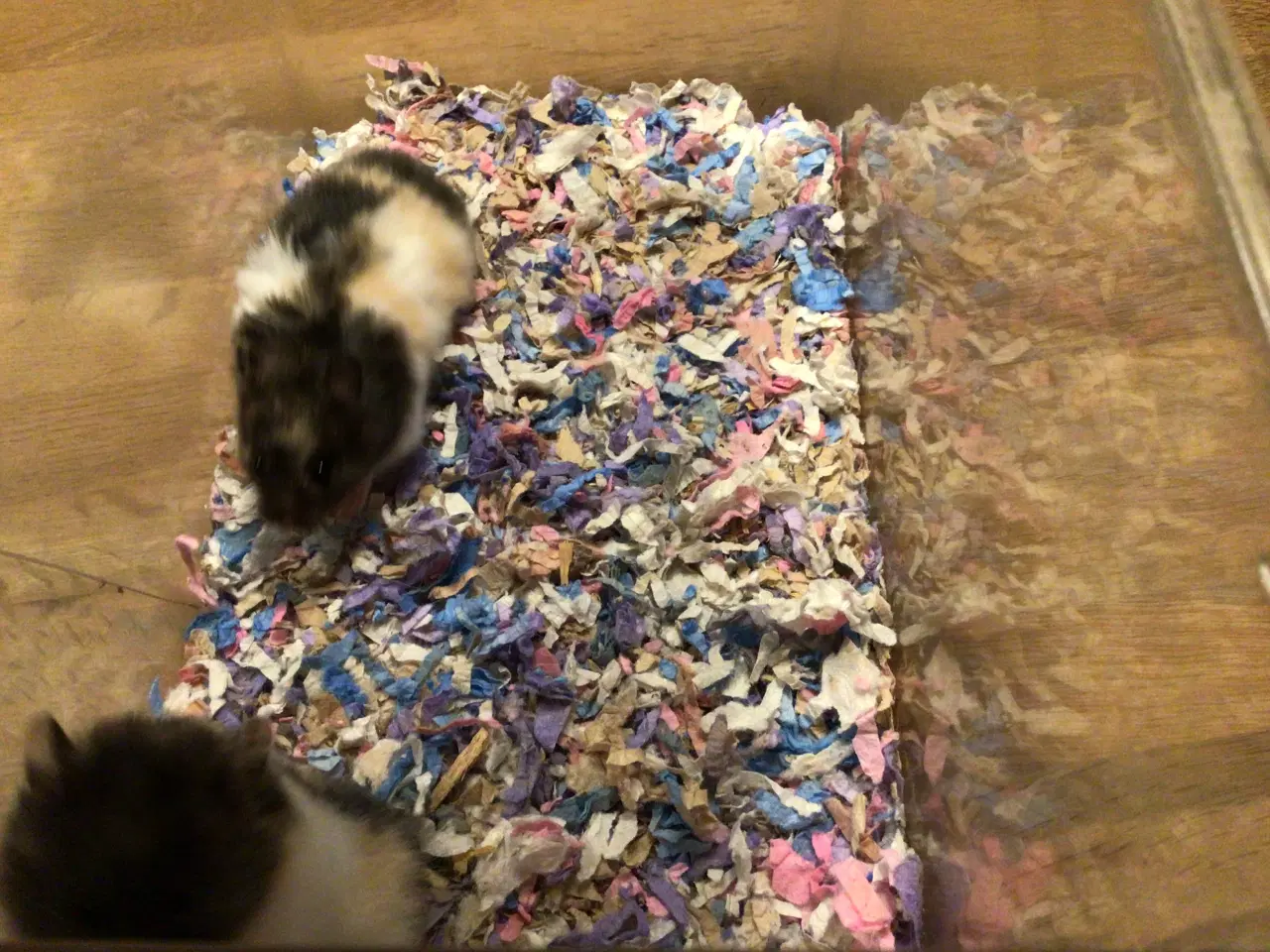 Billede 1 - Guldhamster unger