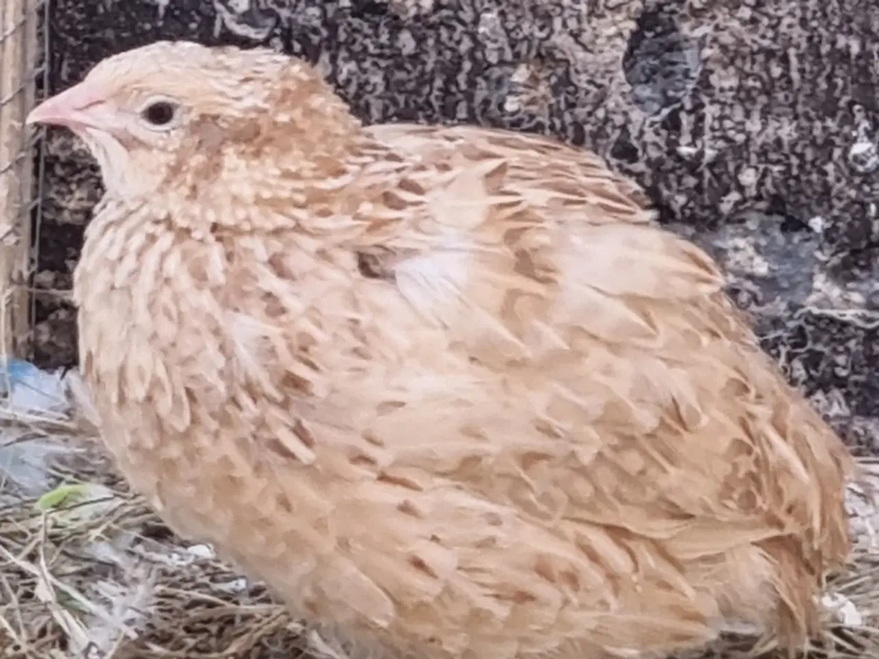 Billede 5 - Jumbo Vagtler