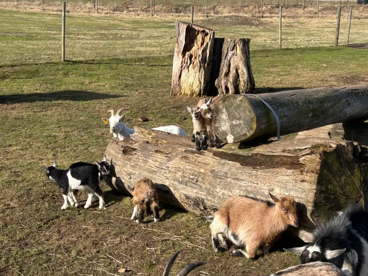 Billede 3 - Bukkekid fra foråret