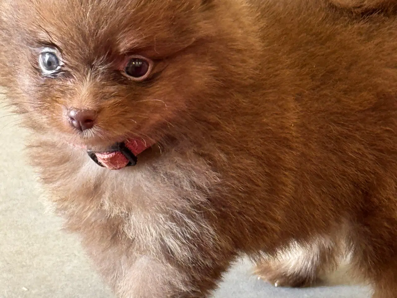 Billede 15 - Pomerania hvalpe 1 pige tilbage