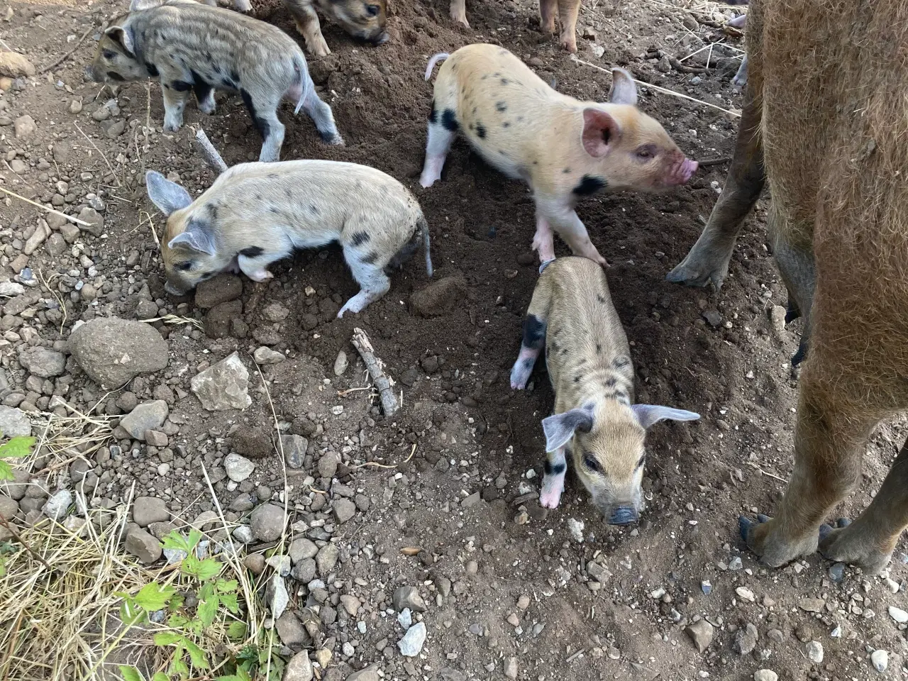Billede 2 - Smågrise af racen ungarsk uldsvin