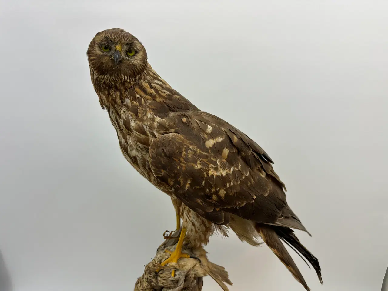 Billede 4 - Udstoppet høg m. bytte