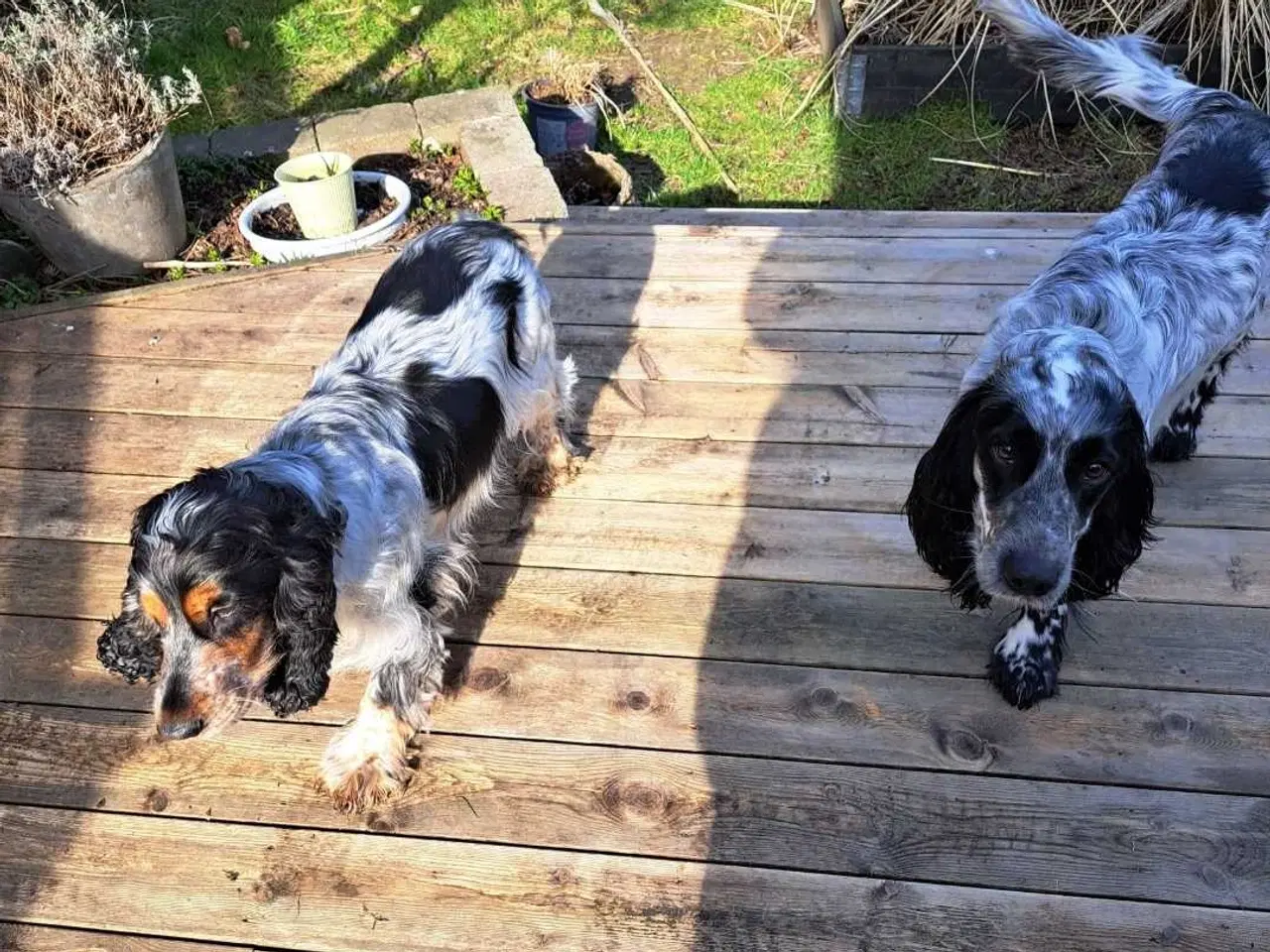 Billede 4 - Lækker cocker han, hvid og brun