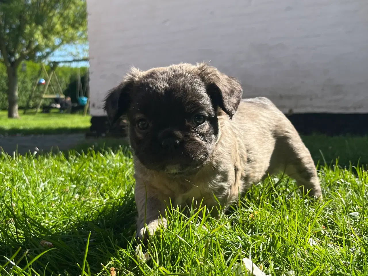 Billede 7 - Fluffy fransk bulldog med stamtavle
