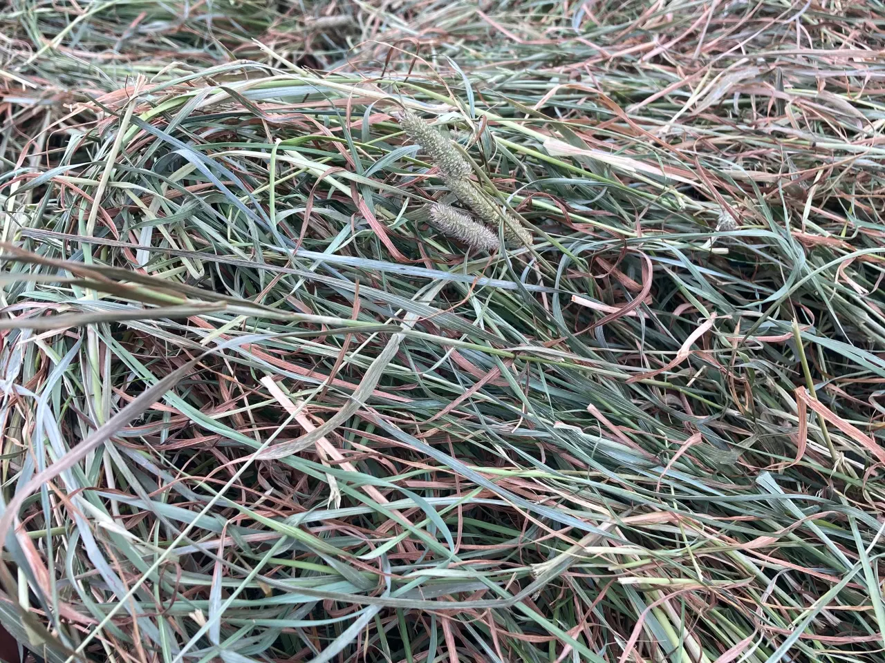 Billede 1 - Wraphø Horsemax rundballer