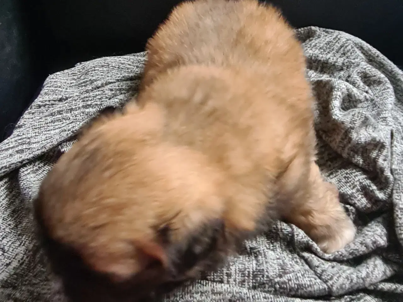 Billede 14 - Pekingeser piger