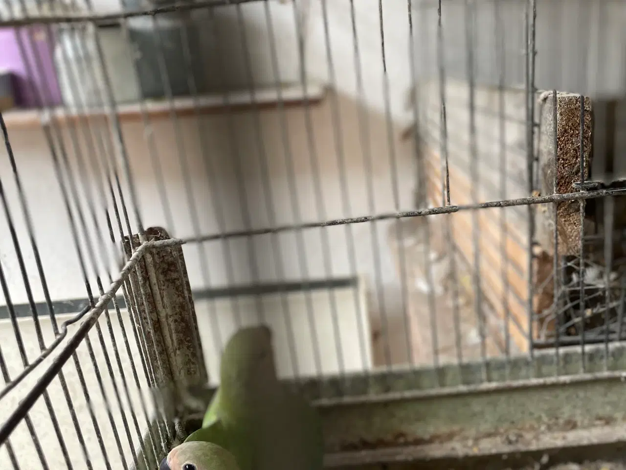 Billede 2 - Dværgpapegøjer 