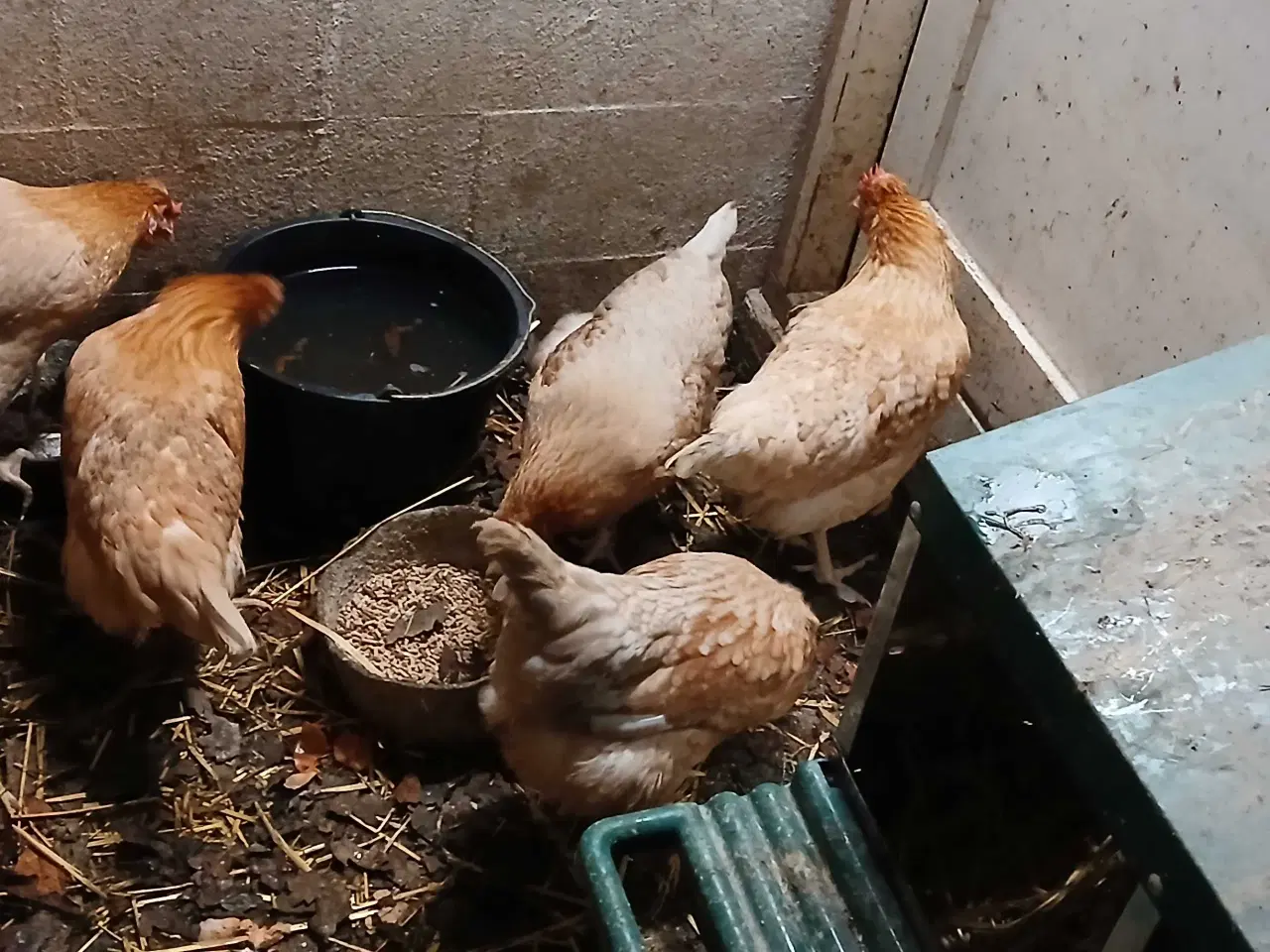 Billede 4 -  hønekylling er lige startet med æglægning.  75 kr