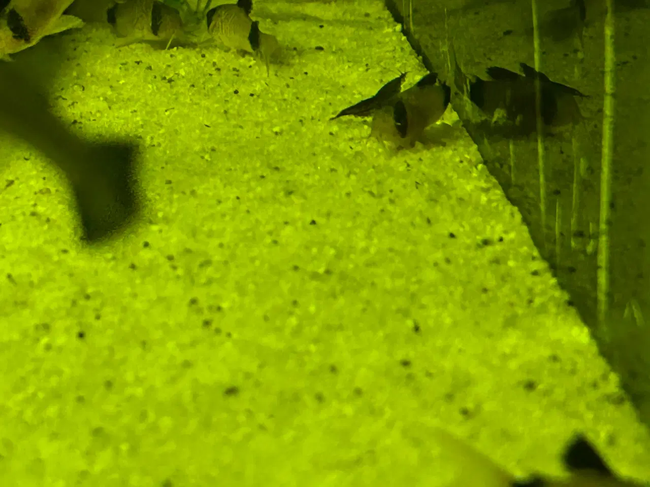 Billede 3 - 🐼🐟 Panda pansermaller – Sunde og aktive | Viby j