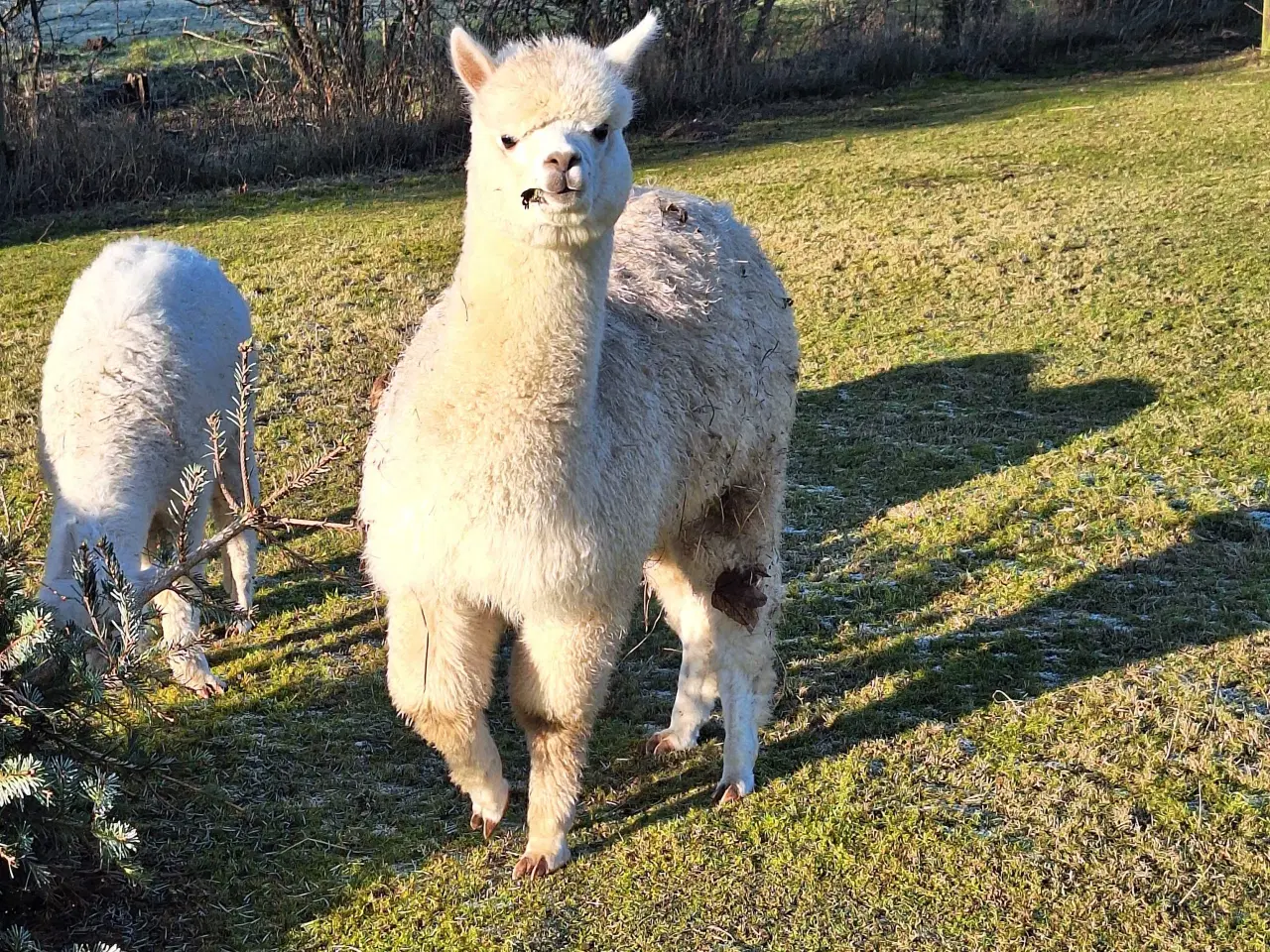 Billede 1 - Alpaka hingst 