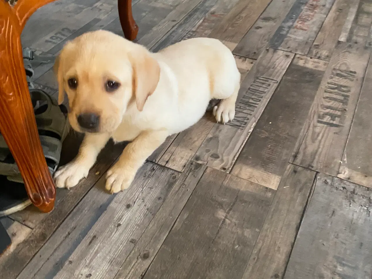 Billede 2 - Labrador Retriever Dkk
