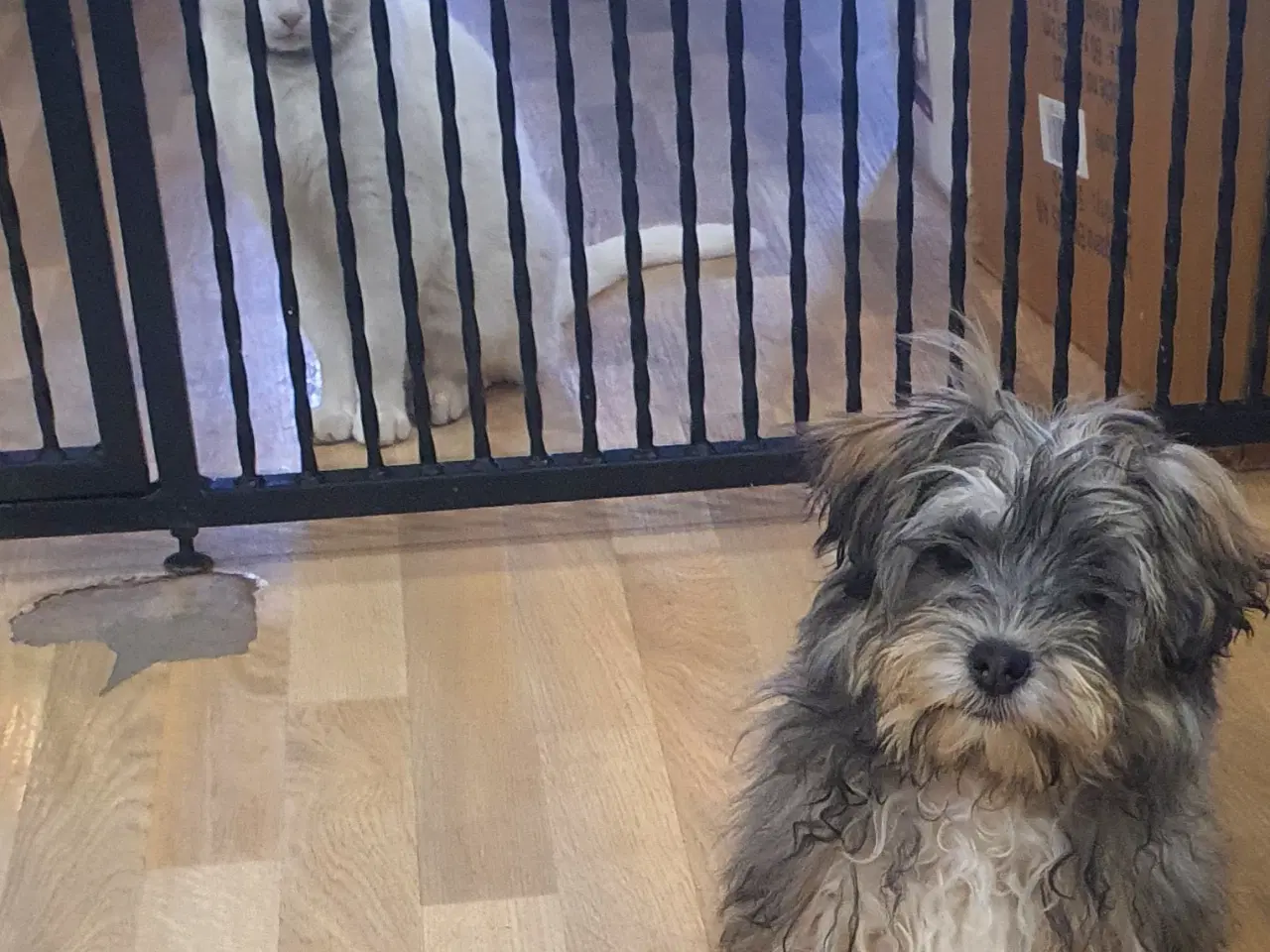 Billede 4 - yorkshire Terrier / Malteser hvalpe (Morkies)