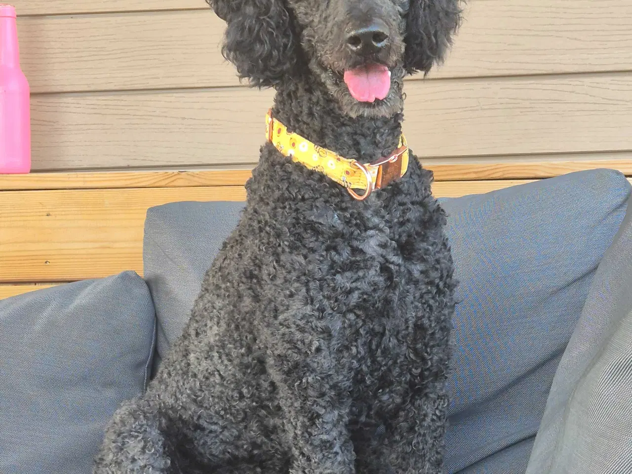 Billede 11 - Unikke Whipoodle