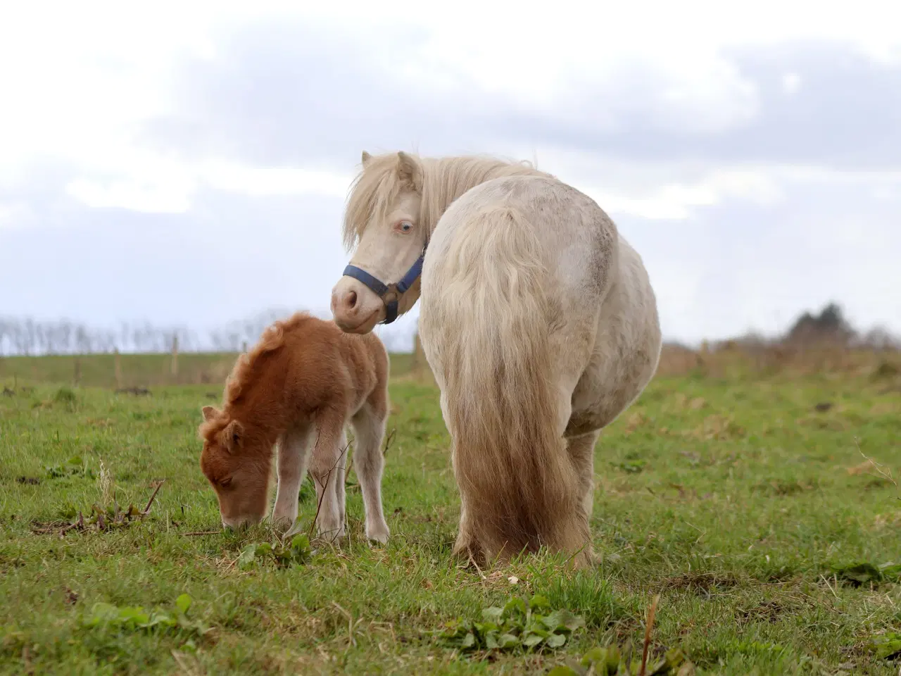 Billede 3 - palomino farvet shetlandspony hingsteføl, rødt pas