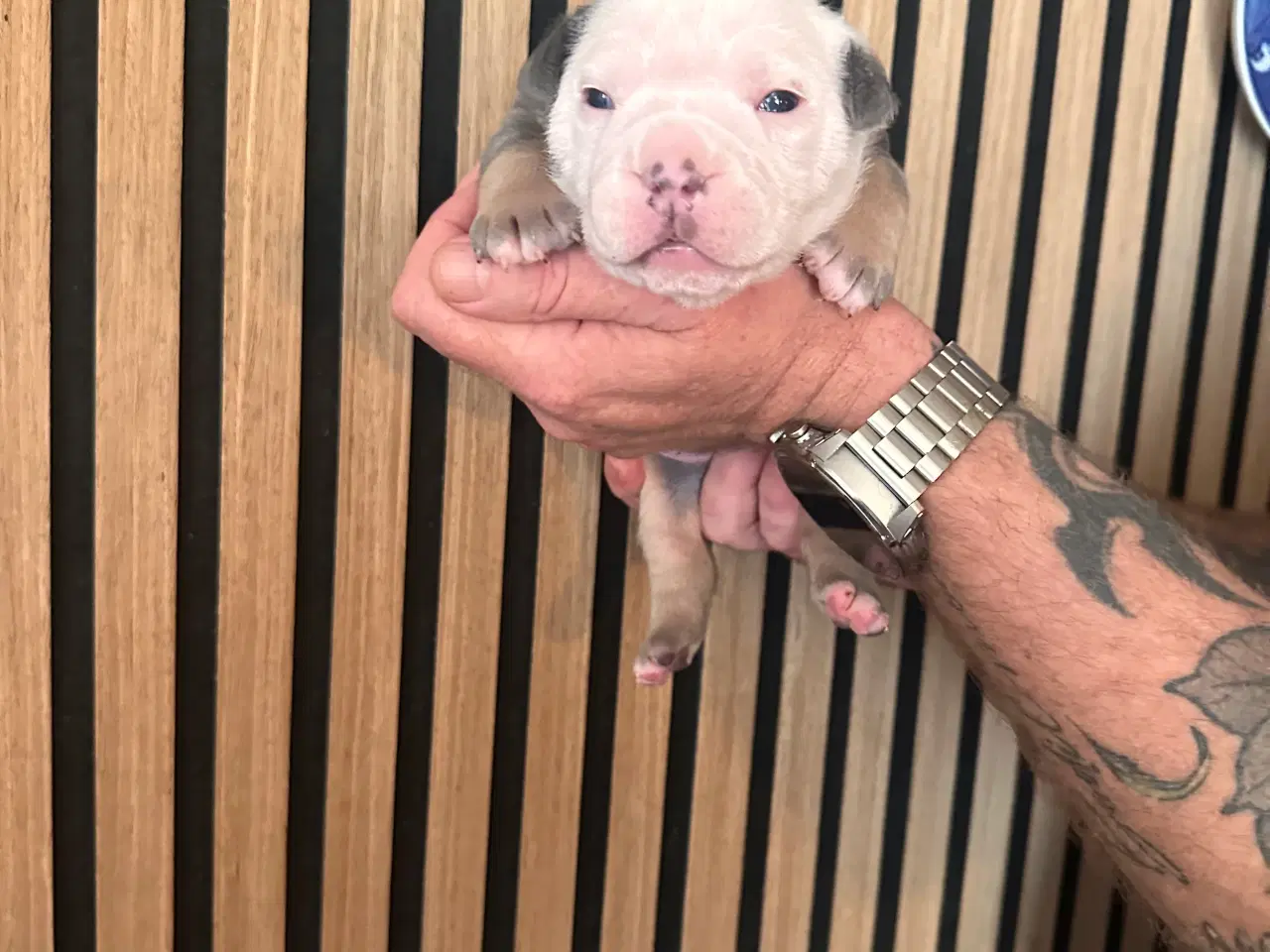 Billede 10 - English bulldog