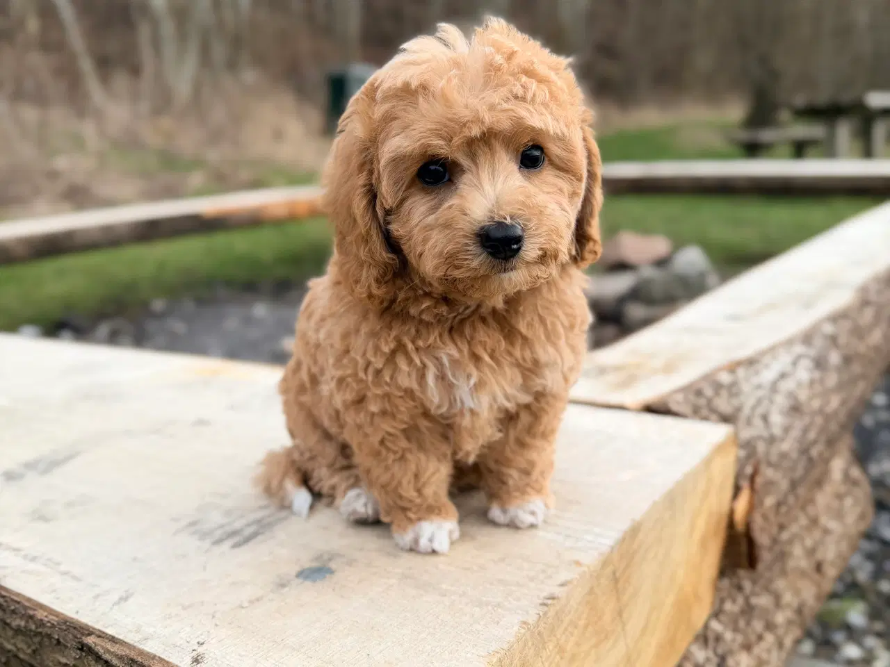 Billede 11 - Pooton dreng rejseklar nu