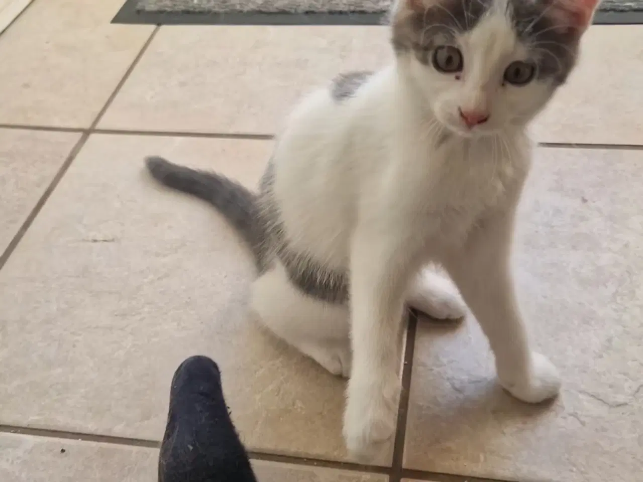 Billede 2 - kattekillinger