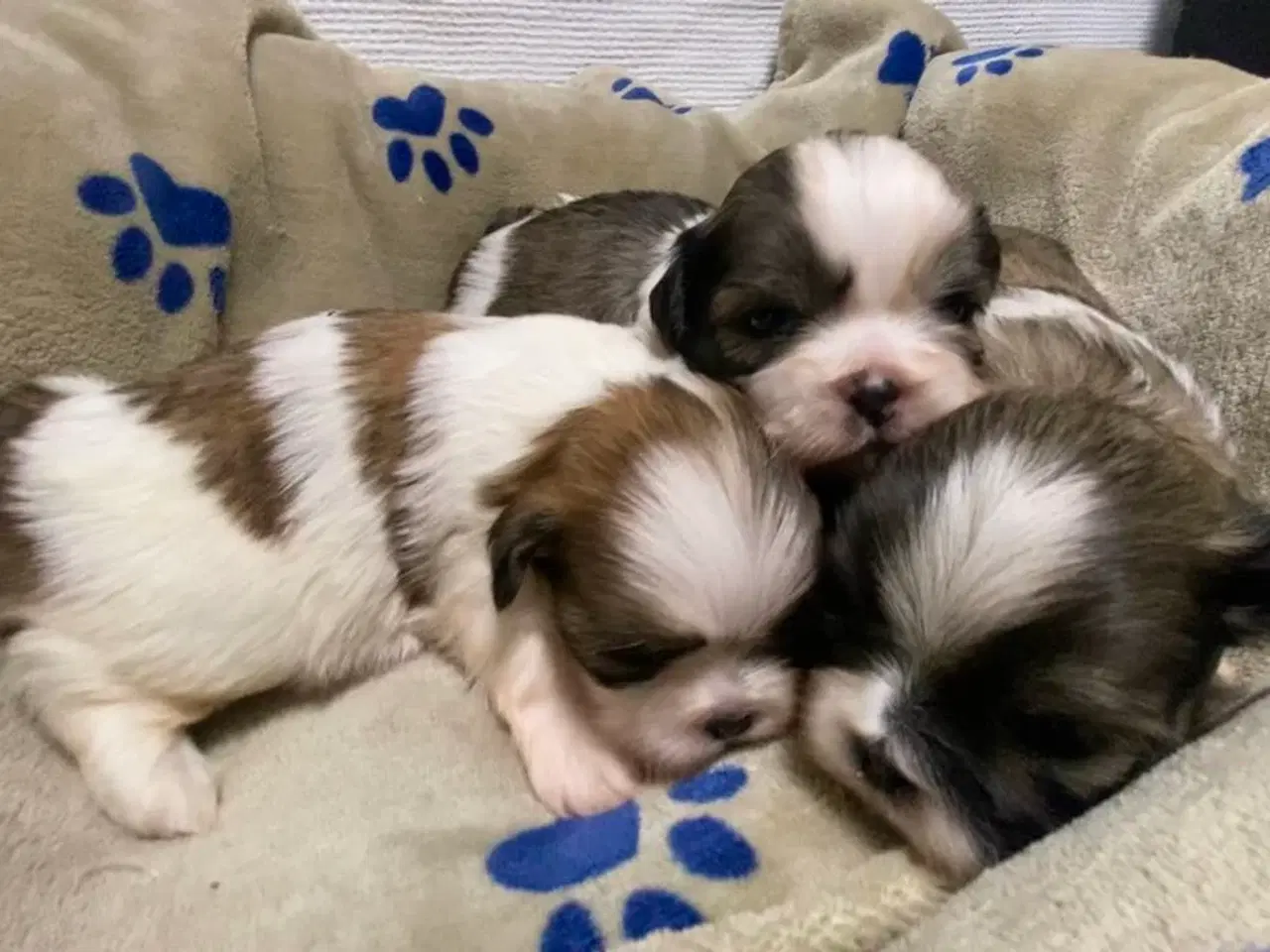 Billede 6 - Små allergivenlige og ikke fældende hundehvalpe