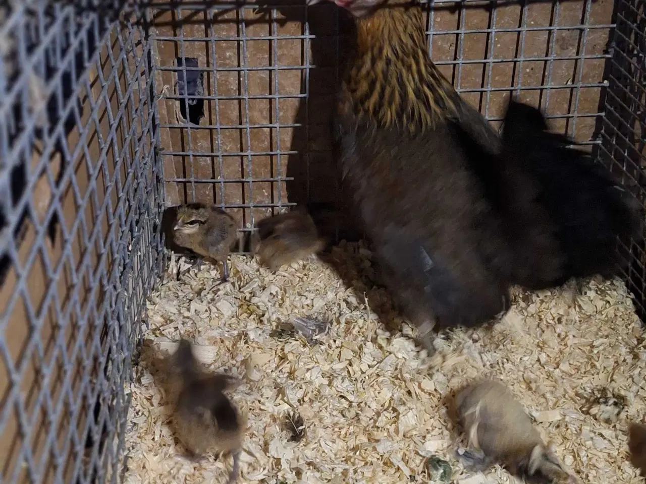 Billede 1 - Dværghøns, dansk landrace