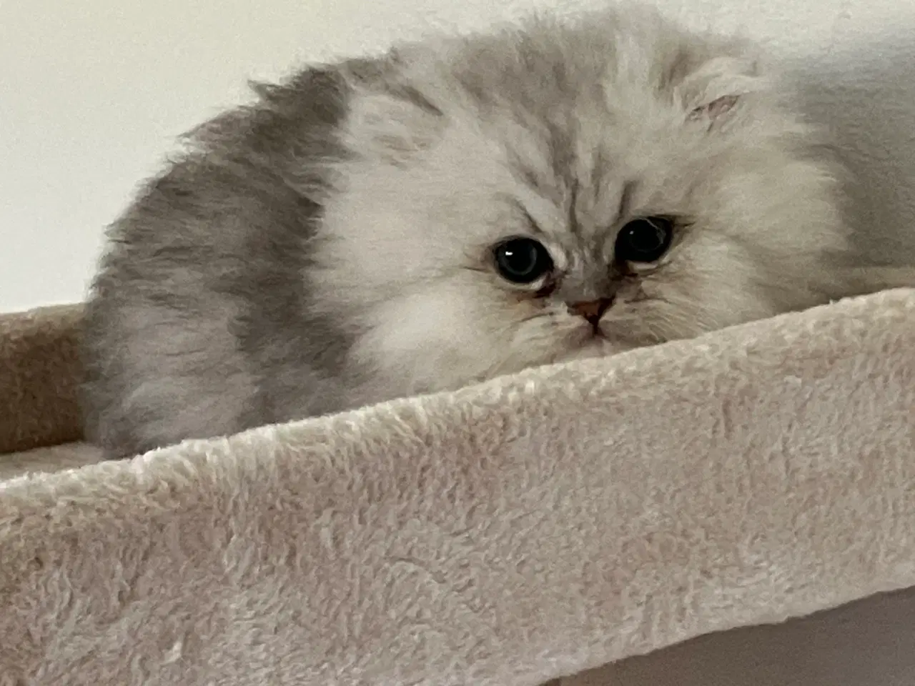 Billede 4 - Perser / British Shorthair