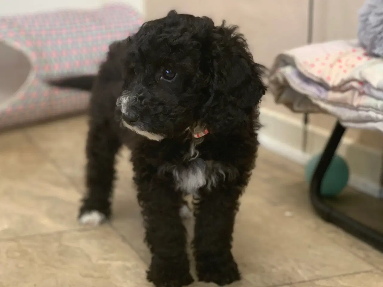 Billede 6 - Maltipoo babyer er rejse klar nu 