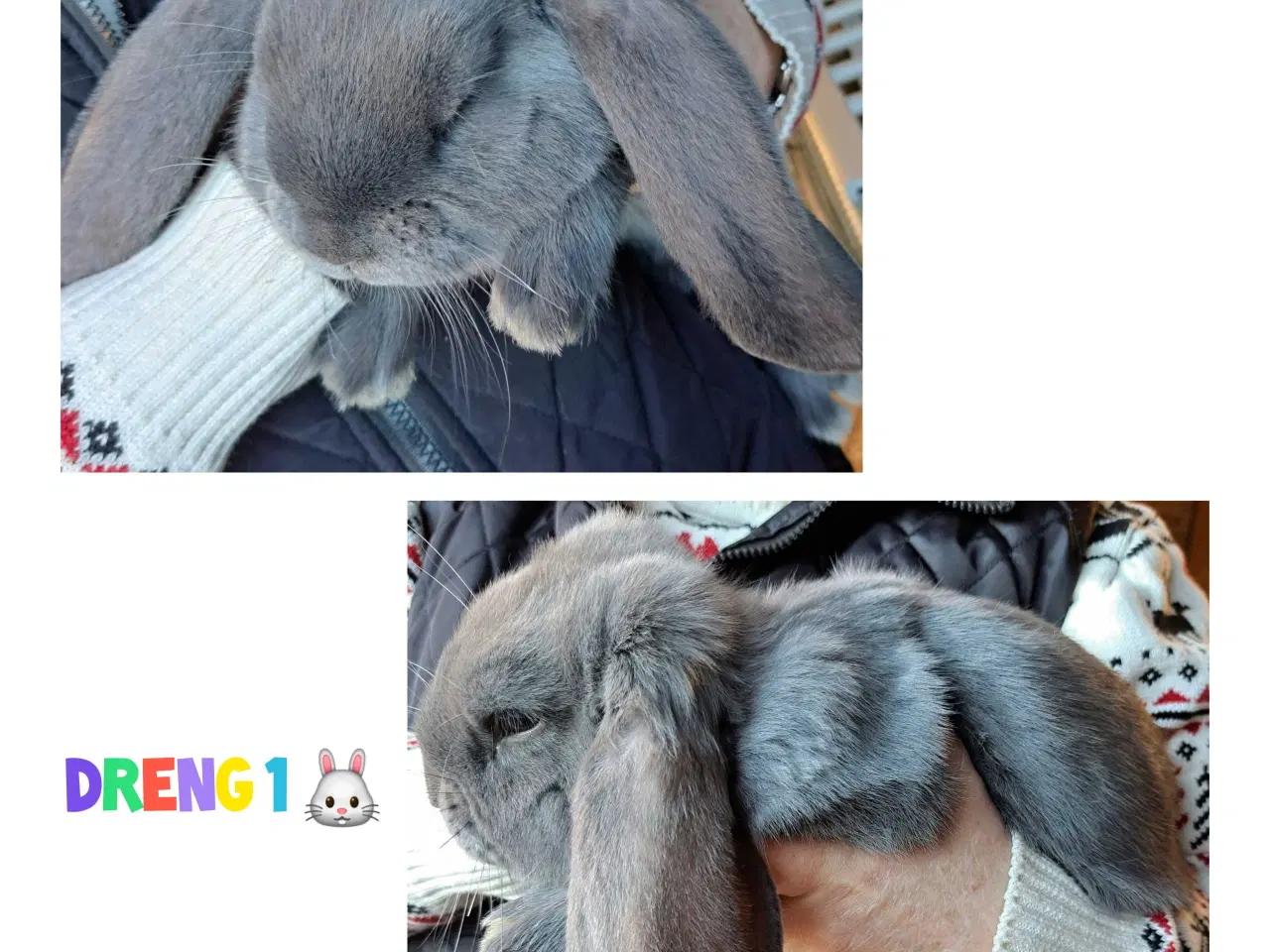 Billede 7 - Franske væddere søger nyt hjem