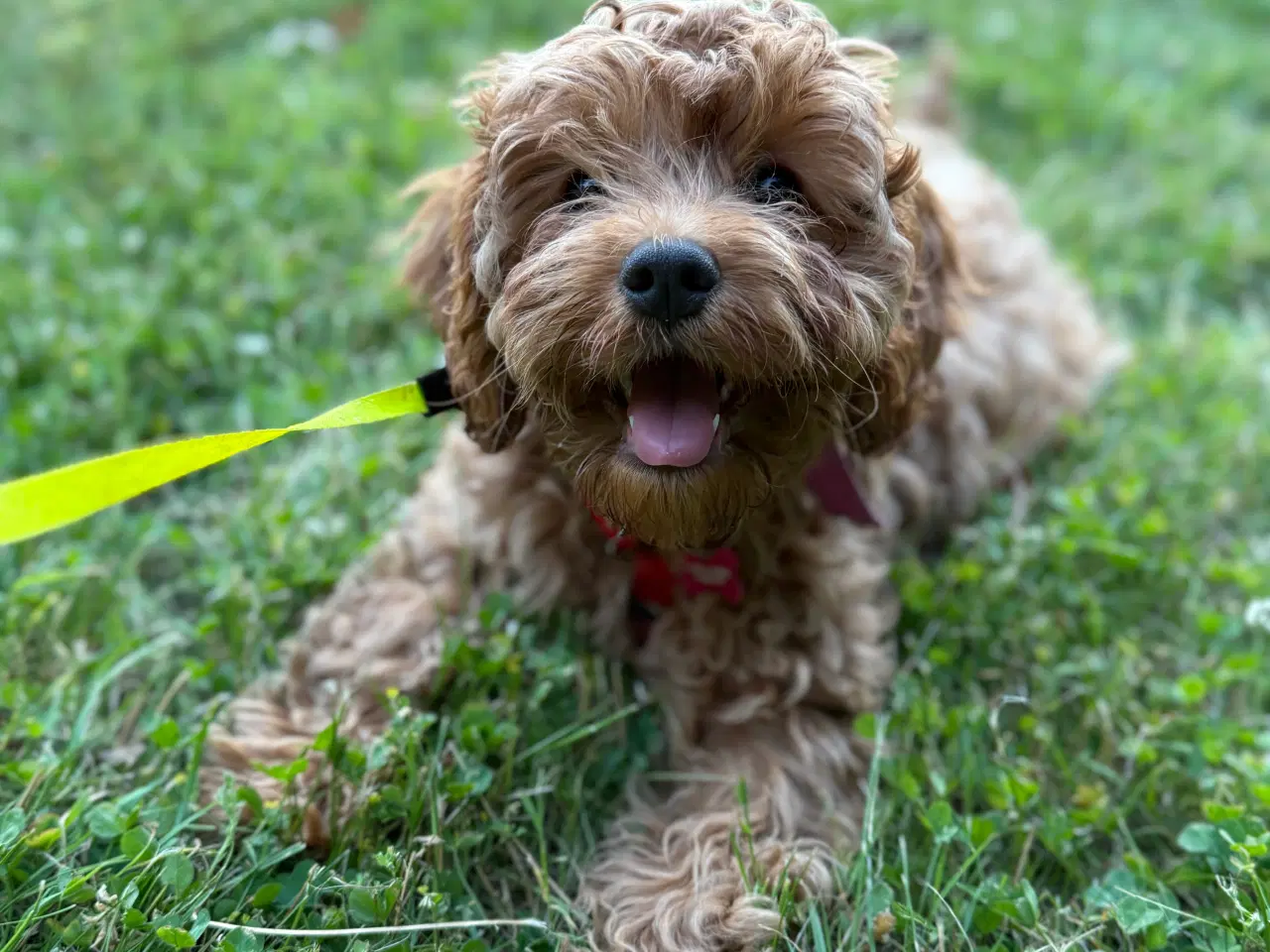 Billede 3 - Cavapoo HUN sælges 