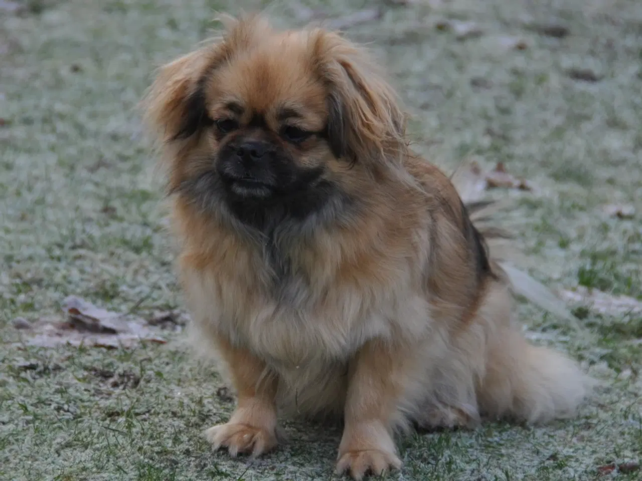 Billede 6 - Tibetansk Spaniel - pige 22 mdr.