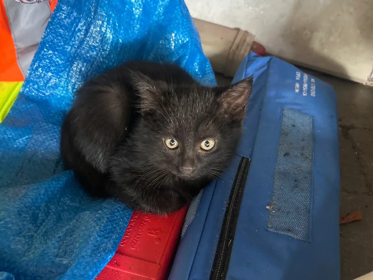 Billede 2 - Små søde blandings kattekillinger 