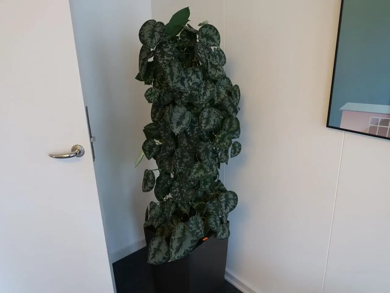 Billede 2 - Plante i krukke