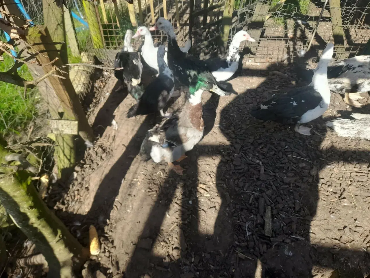 Billede 4 - moskusænder 