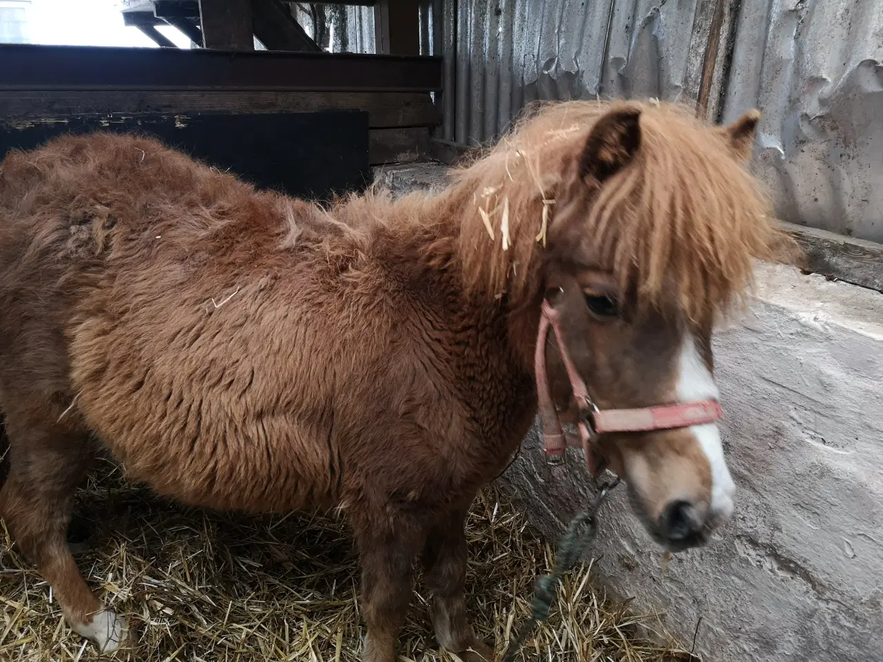Billede 3 - Pony hingst plag 